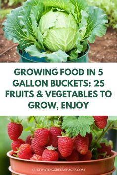 some strawberries and lettuce are growing in buckets with the words growing food in 5 gallon buckets 25 fruits & vegetables to grow, enjoy