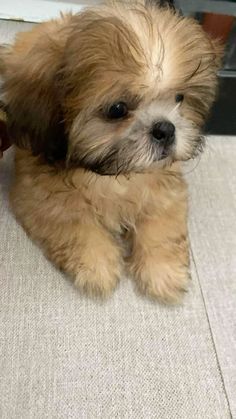 a small brown dog sitting on top of a carpet