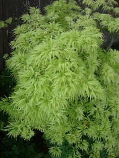 a green plant with very thin leaves in the garden next to a wooden fence and shrubbery