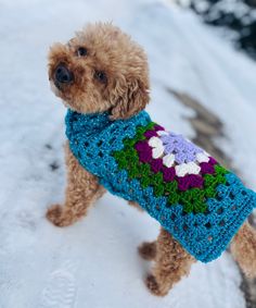 a brown dog wearing a blue crocheted sweater standing in the snow with it's front paws on its chest