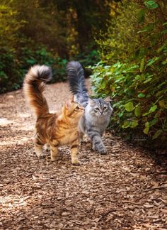 two cats walking down a dirt road next to bushes and trees with their tails in the air