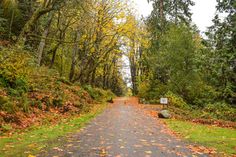 an empty road surrounded by trees with leaves on the ground