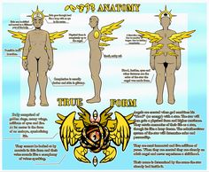 an image of the anatomy of a human figure with wings and other parts labeled in text