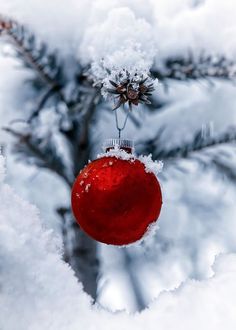 a red ornament hanging from a tree branch covered in snow