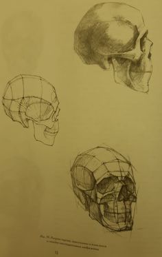 three different types of skulls are shown in this drawing