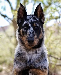 a black and brown dog sitting on top of a rock