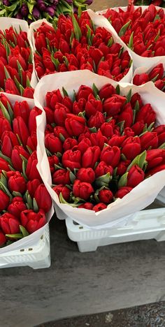 red tulips are arranged in white baskets for sale