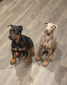 two dogs sitting on the floor looking up