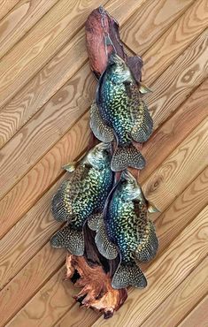 a bunch of fish that are sitting on a wooden floor next to a tree branch