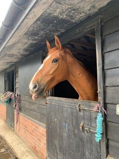 a horse sticking its head out of a stable