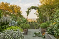 an outdoor garden with various plants and flowers