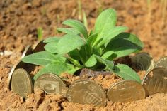 some coins are laying on the ground next to a small plant with leaves growing out of it