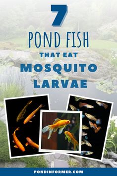 pond fish that eat mosquito larve in the garden with text overlay reading 7 pond fish that eat mosquito larve