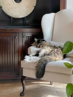 a cat laying on top of a white chair next to a wall with a clock