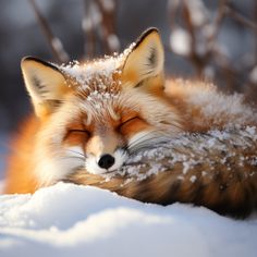 a red fox sleeping in the snow with its eyes closed