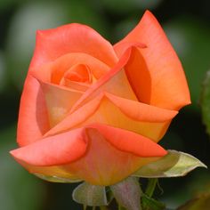 an orange rose with green leaves in the background