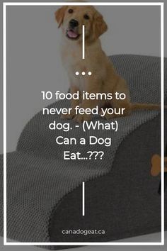 Food can be a delightful way to bond with your furry friend, but not all treats are safe for them to eat. You might be surprised to learn that some common