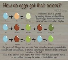 an info sheet describing how eggs get their colors