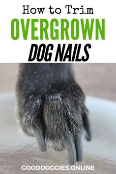 a dog's paw with the words how to trim overgrown dog nails