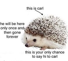 an image of a hedgehog with the caption'this is carl he will be here only once and then gone forever '