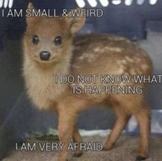 a small deer standing next to a wall with the words i am small & weird on it