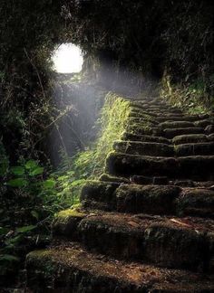 the sun is shining down on some steps in the woods with moss growing all over them