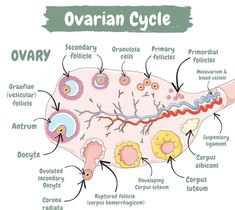 an overview of the ovarin cycle and its major functions in human body illustration