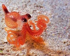 an orange and white octopus sitting on top of sand