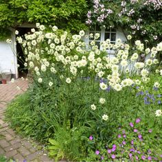 white and purple flowers in front of a house