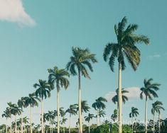 a row of palm trees next to the ocean