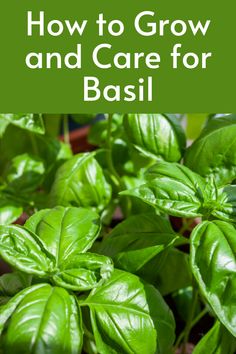 basil plant with text overlay how to grow and care for basil in the garden