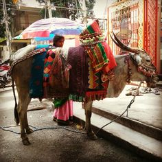 a woman standing next to a cow with colorful blankets on it's back and an umbrella in the background