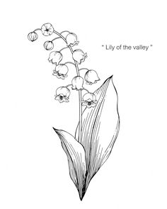 lily of the valley flower on white background with quote royalty illustration stock images and clippings