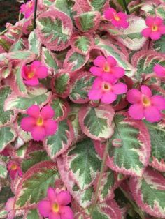 pink and green flowers blooming on the side of a houseplant in an urban area