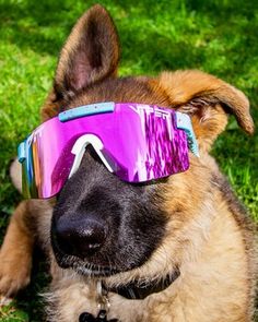 a dog wearing goggles and sitting in the grass with its head up to the camera