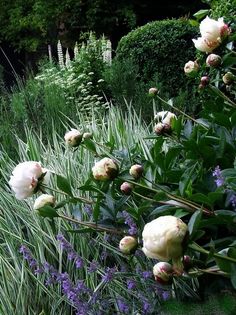 the flowers are blooming in the garden next to the grass and bushes on the side of the road