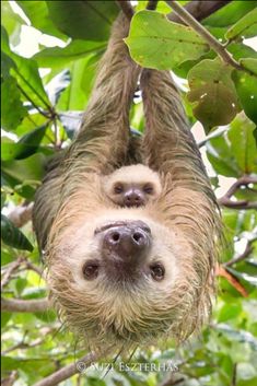 two - toed sloth hanging upside down in a tree