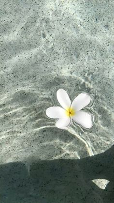 a white flower floating on top of a body of water