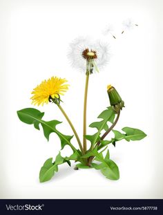 dandelions and other flowers with green leaves on a white background