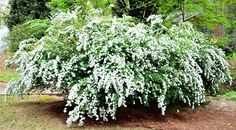 a bush with white flowers in the middle of some grass and trees near a house