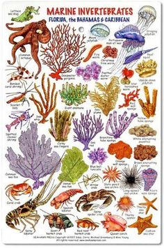 the marine life poster is displayed on a white background, with an image of sea animals and