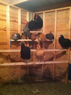 several chickens are standing on wooden shelves in a chicken coop