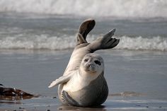 a seal on its back in the water with it's legs spread out and eyes open