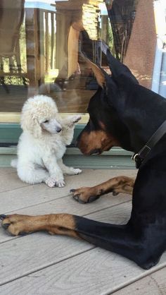 a dog is sitting on the ground next to another dog that is looking in a window