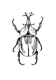 a drawing of a beetle on a white background