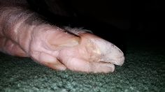 a close up of a dog's foot on the ground