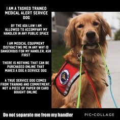 a brown dog wearing a red vest and leash with the caption i am a trained trained medical alert service dog