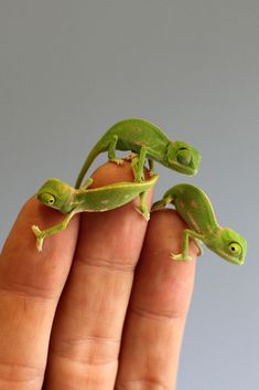 two small green geckos sitting on top of each other's fingers in front of a gray background