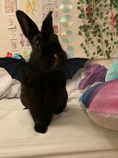 a black rabbit sitting on top of a bed