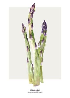 an illustration of asparagus with purple flowers